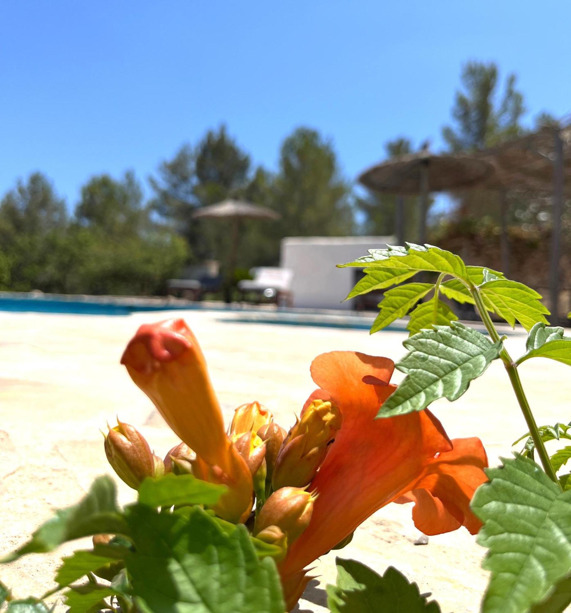 Villa Can Mestreso Suite Ibiza ซานต์โจอัน เดอ ลาบริตจา ภายนอก รูปภาพ