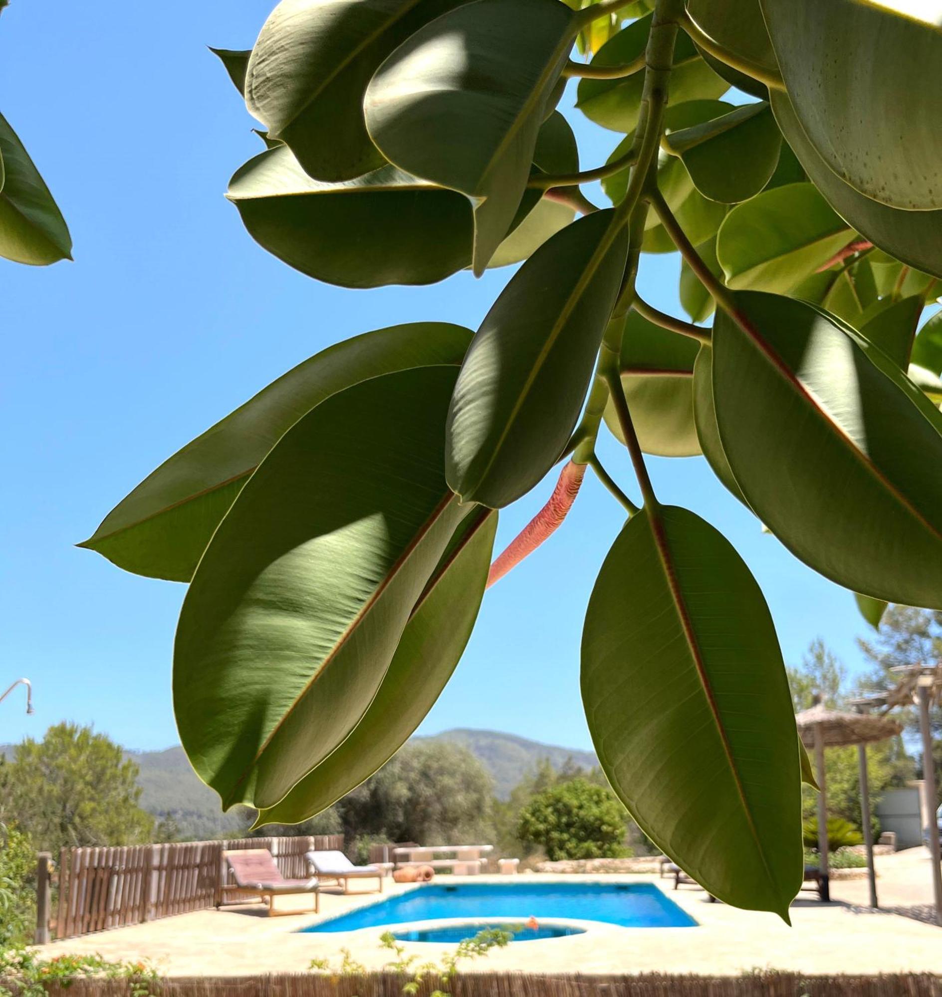 Villa Can Mestreso Suite Ibiza ซานต์โจอัน เดอ ลาบริตจา ภายนอก รูปภาพ